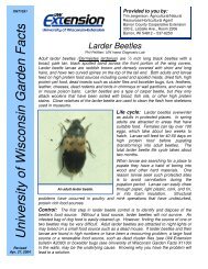 Larder Beetle fact sheet - Barron County - University of Wisconsin ...