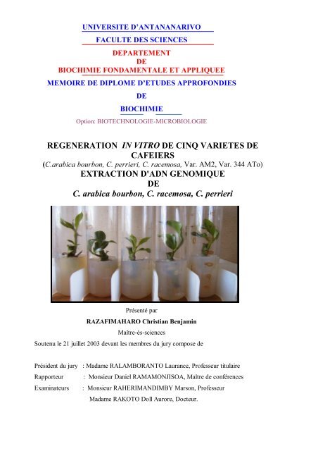 Regeneration In Vitro De Cinq Varietes De Cafeiers - 