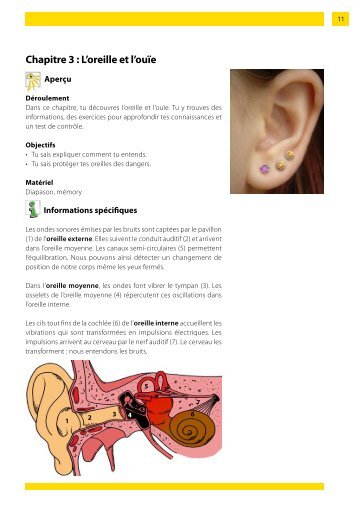 Chapitre 3 : L'oreille et l'ouïe