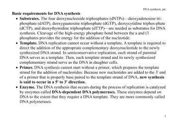 Basic requirements for DNA synthesis â¢ Substrates. The four ...