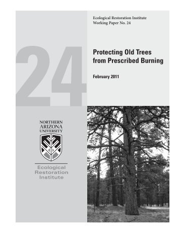 Protecting Old Trees from Prescribed Burning - Southwest Fire ...