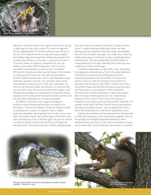 A land manager's guide to conserving habitat for forest birds in ...