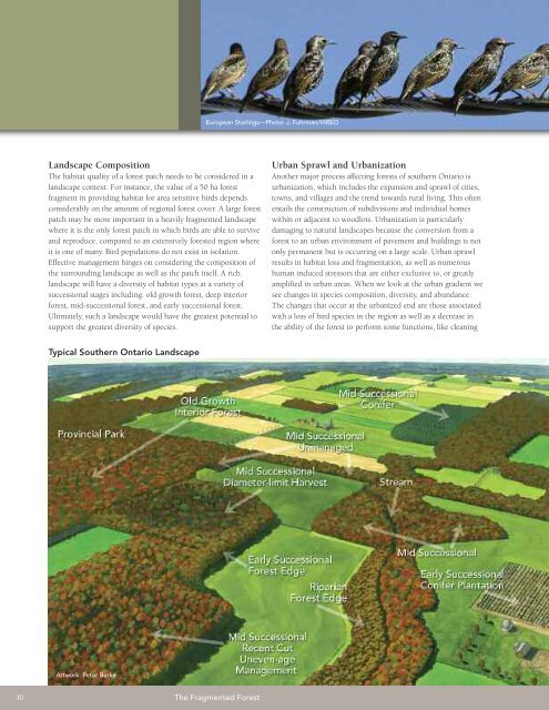 A land manager's guide to conserving habitat for forest birds in ...