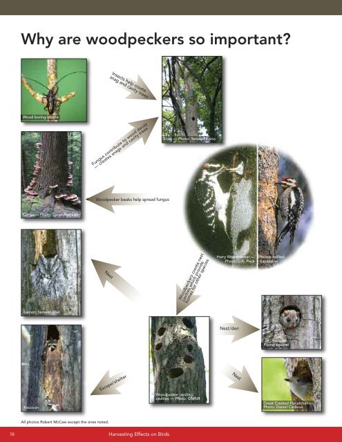 A land manager's guide to conserving habitat for forest birds in ...