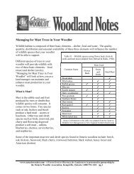 Managing for Mast Trees in Your Woodlot - Ontario woodlot.com