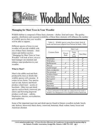 Managing for Mast Trees in Your Woodlot - Ontario woodlot.com