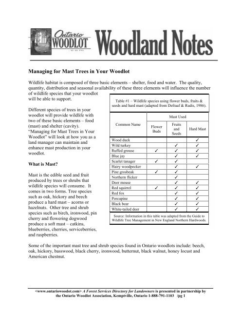 Managing for Mast Trees in Your Woodlot - Ontario woodlot.com