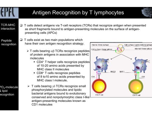 Antigen sampling and presentation - EPFL