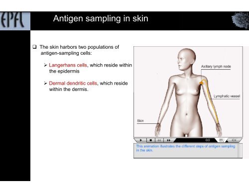 Antigen sampling and presentation - EPFL