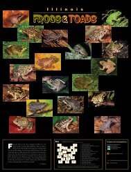 Illinois Frogs And Toads Poster