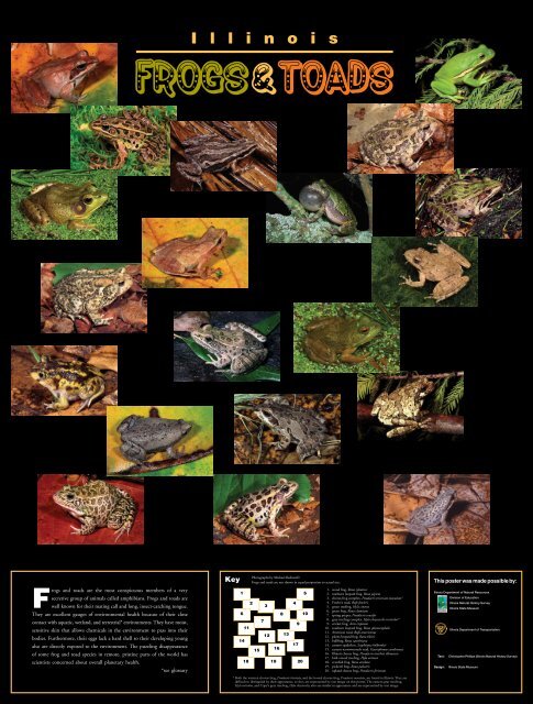 Illinois Frogs And Toads Poster