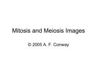 Mitosis and Meiosis Images - Faculty.rmc.edu