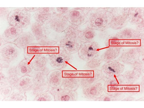 Mitosis and Meiosis Images - Faculty.rmc.edu