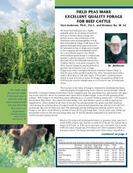 Field Peas Make Excellent Quality Forage for Beef Cattle