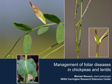 Management of foliar diseases in chickpeas and lentils