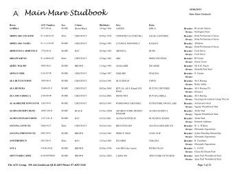 Main Mare Studbook - The Ace Group