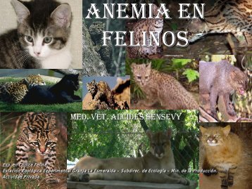 anemia_felina._dr_a_sensevy.pdf (4000 Kb) - Vetcomunicaciones ...