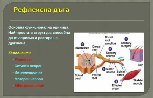 ÐÑÑÐ±Ð½Ð°ÑÐµÐ½ Ð¼Ð¾Ð·ÑÐº