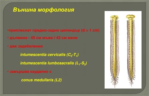 ÐÑÑÐ±Ð½Ð°ÑÐµÐ½ Ð¼Ð¾Ð·ÑÐº