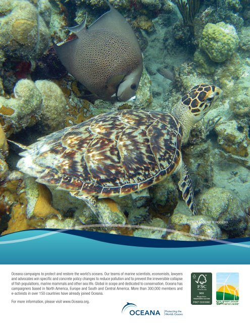 Why_Healthy_Oceans_Need_Sea_Turtles