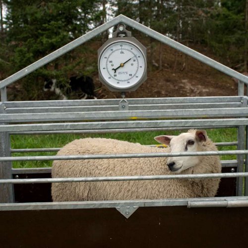 Tavoitteena terve ja hyvinvoiva lammas
