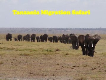 Tanzania Migration Safari