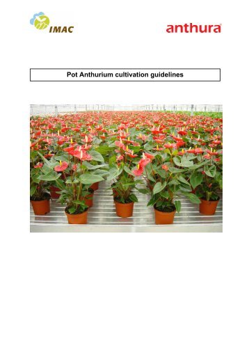 Pot Anthurium cultivation guidelines - Sprint Horticulture