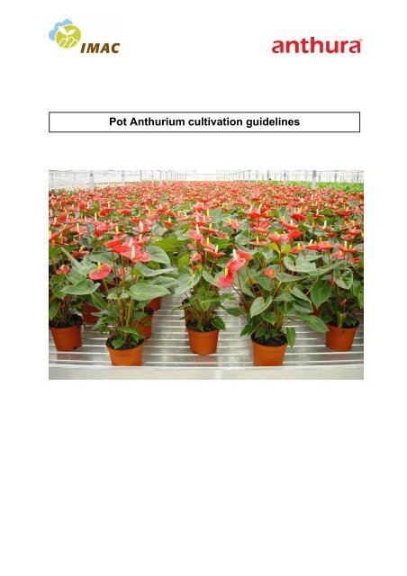 Pot Anthurium Cultivation Guidelines Sprint Horticulture