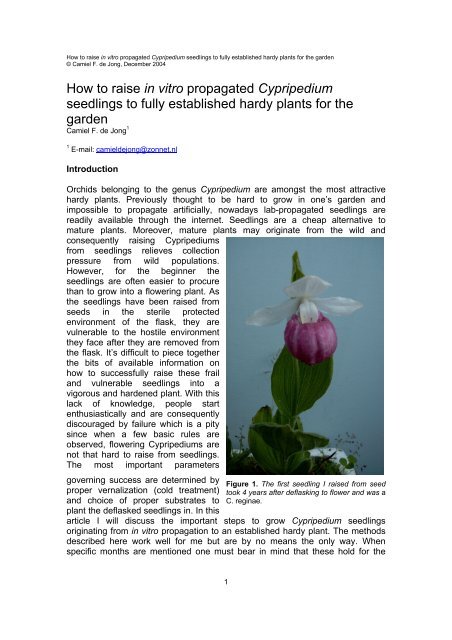 Deflasking of Cypripedium seedlings - Cypripedium.de