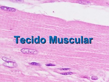 Tecido Muscular Liso - USP