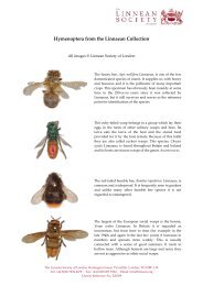 Linnaean Hymenoptera Leaflet - The Linnean Society of London