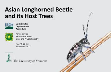 Asian Longhorned Beetle and its Host Trees - USDA Forest Service