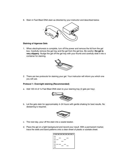 Crime Scene Investigator PCR Basicsâ¢ Kit