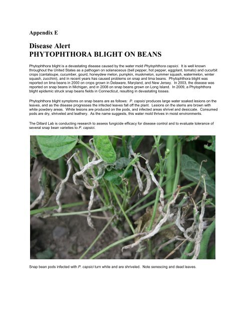 Disease Alert PHYTOPHTHORA BLIGHT ON BEANS