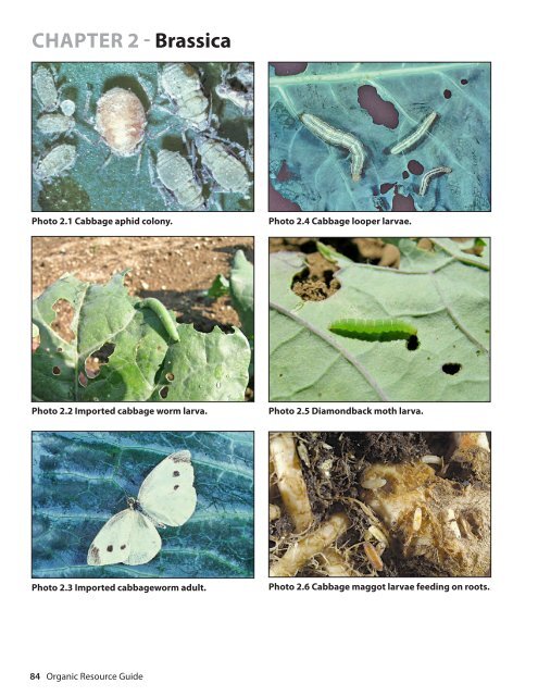 Resource Guide for Organic Insect and Disease ... - Cornell University