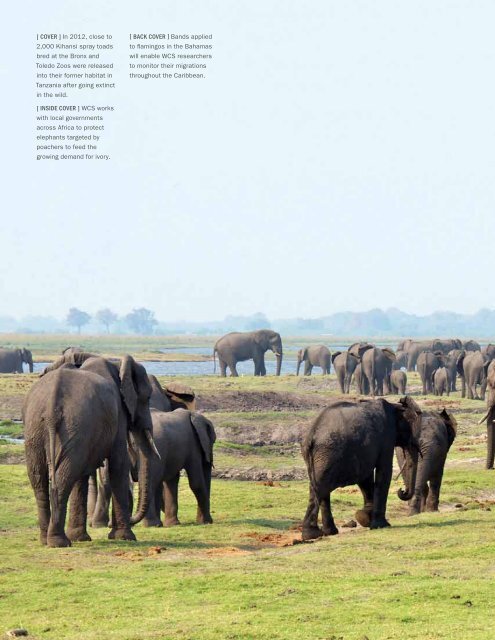 WCS Annual Report 2012 - Wildlife Conservation Society