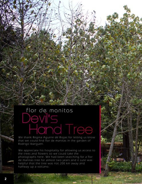 Manitas tree, Canak Chiranthodendron pentadactylon FLAAR Photo ...