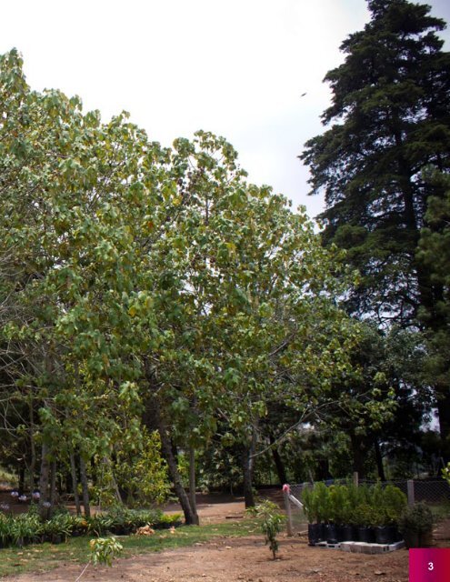 Manitas tree, Canak Chiranthodendron pentadactylon FLAAR Photo ...