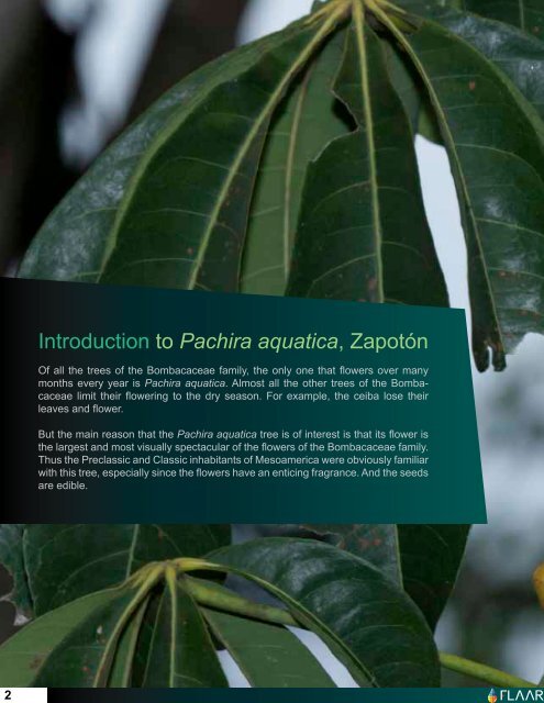 Pachira aquatica - Maya Ethnobotany