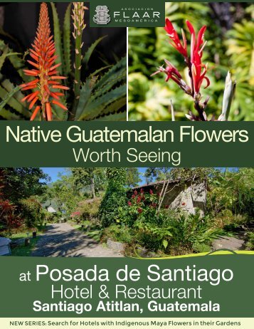 Native Guatemalan Flowers at Posada de Santiago - Maya ...