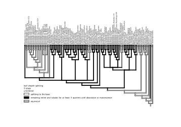 leaf sheath splitting 9 steps unordered splitting to the base ...