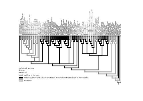 leaf sheath splitting 9 steps unordered splitting to the base ...