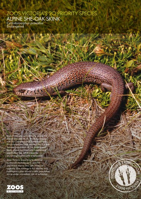 ZOOS VICTORIA'S 2O PRIORITY SPECIES ALPINE SHE-OAK SKINK