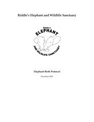 Elephants Elephants - Wildpro - Twycross Zoo