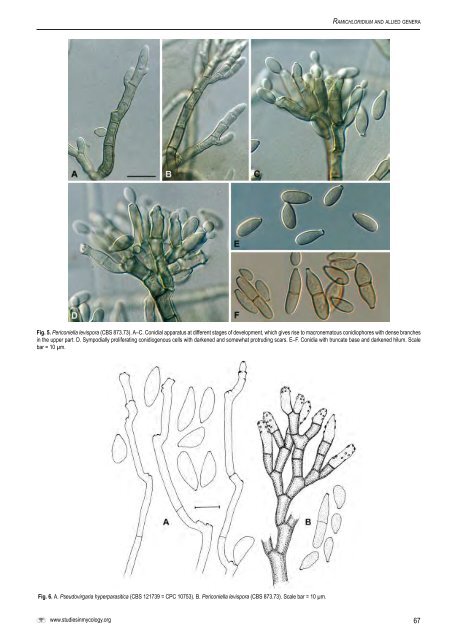 The genus Cladosporium and similar dematiaceous ... - CBS - KNAW