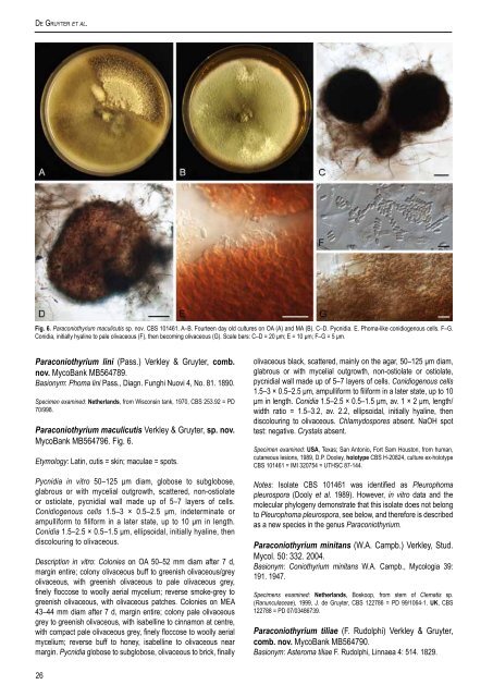 Phytopathogenic Dothideomycetes - CBS - KNAW