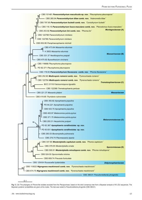 redisposition of Phoma-like anamorphs in Pleosporales - CBS - KNAW
