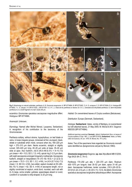 Leaf-inhabiting genera of the Gnomoniaceae, Diaporthales - CBS