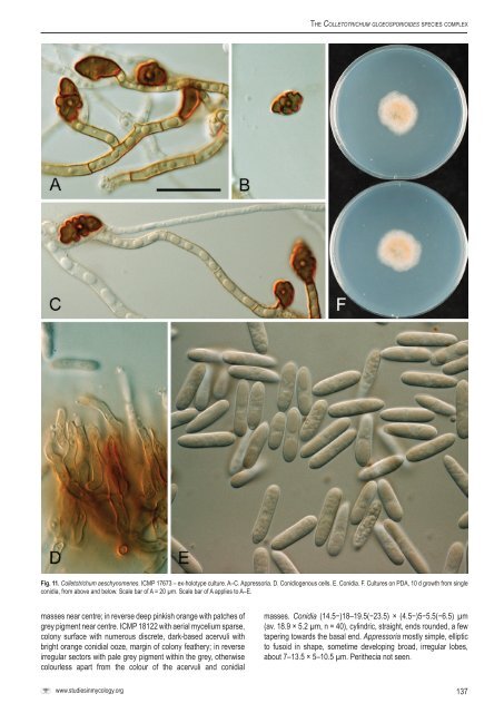 Colletotrichum: complex species or species ... - CBS - KNAW