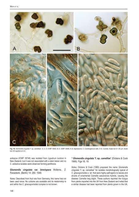 Colletotrichum: complex species or species ... - CBS - KNAW